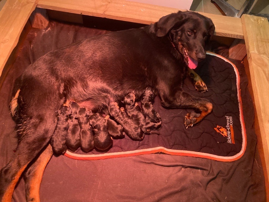 Du Mont Eclair - Chiots disponibles - Berger de Beauce