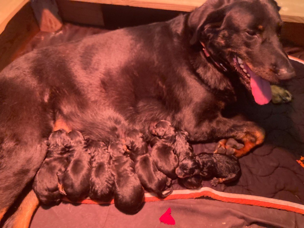 Du Mont Eclair - Chiots disponibles - Berger de Beauce